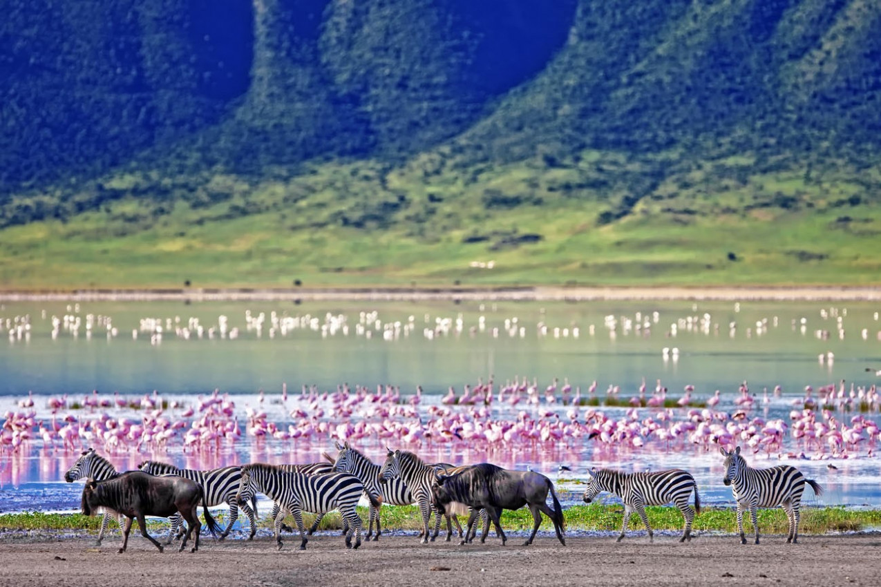 Zebras e gnus caminhando ao lado do lago na cratera de Ngorongoro, Tanzânia, flamingos no fundo.
